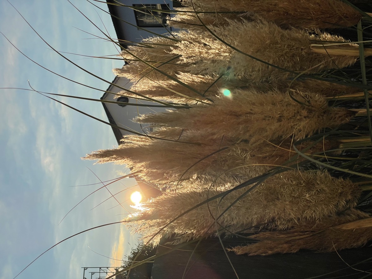 Gräser im Abendlicht
